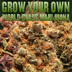 Grow guide for marijuana beginners.
