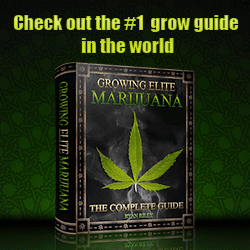 Growing marijuana for beginners.