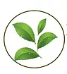 iifshl logo