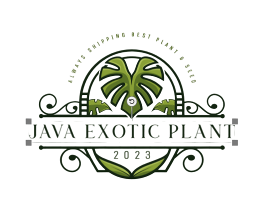 java exotic plant logo