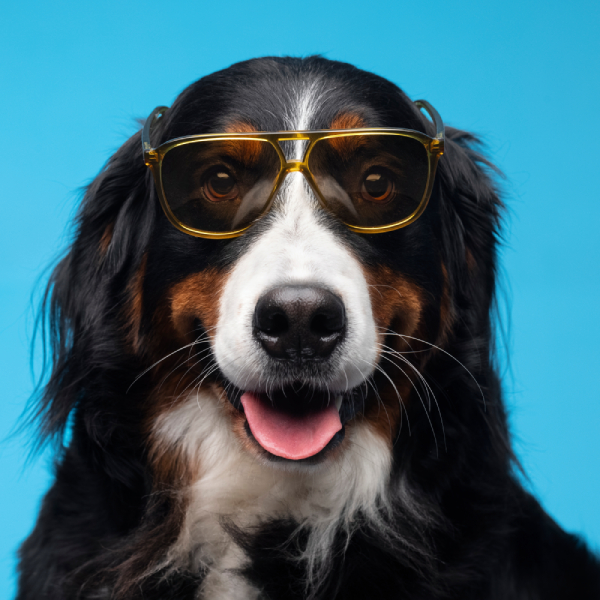 Gifts For Pet Owners logo